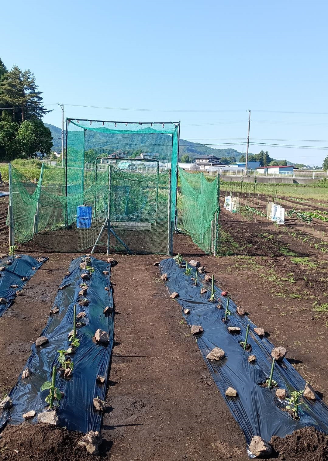 スイカーズ畑 .jpg