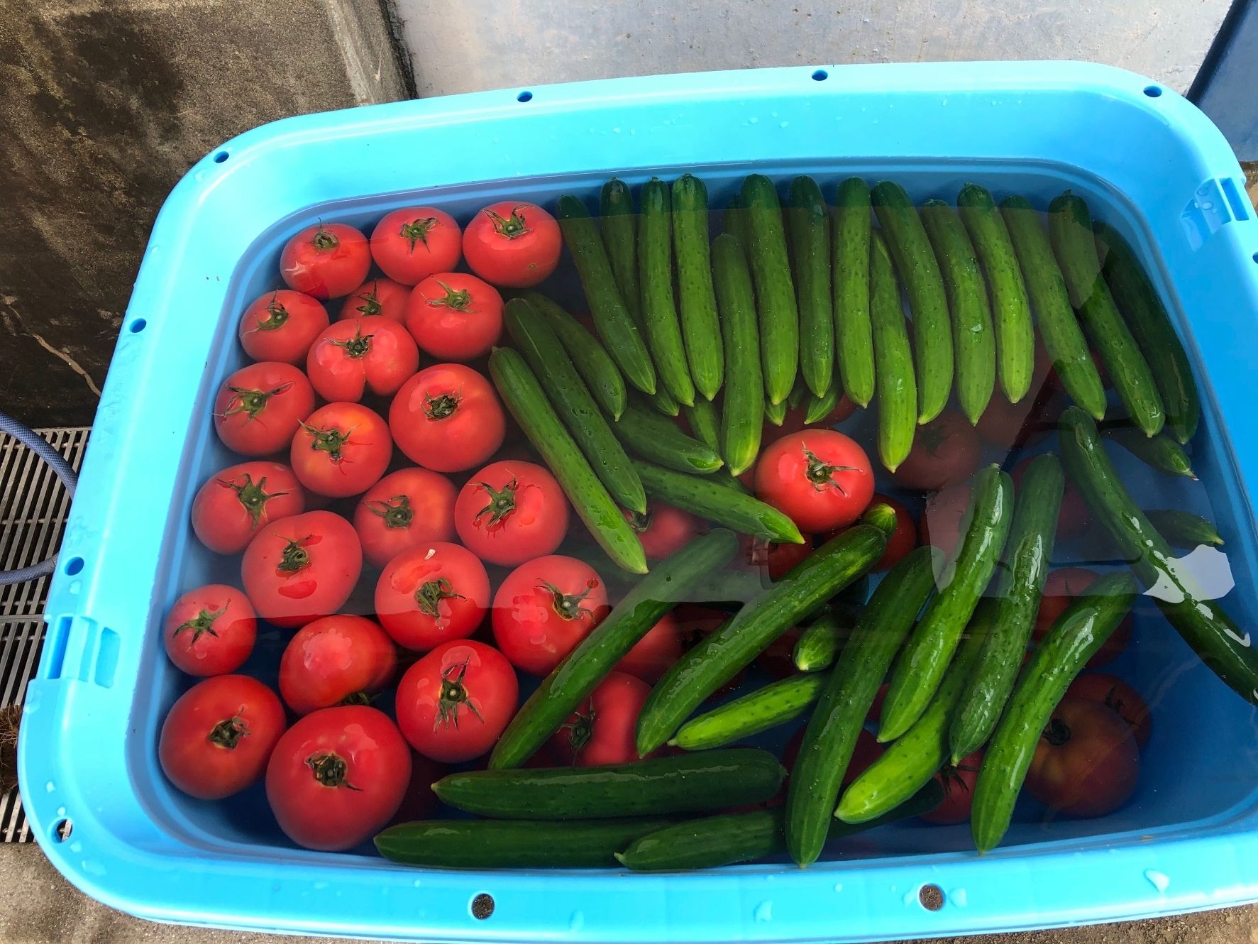 第36回高山大会_野菜.png (4.61 MB)